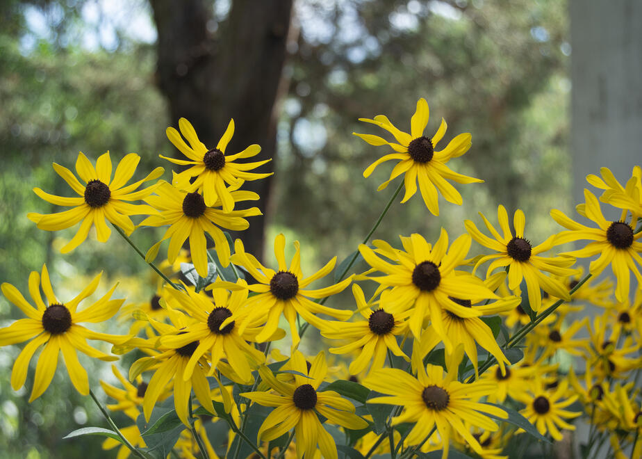 Genevieve Genevieve
